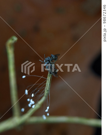 Pseudopanurgus on a wooden branch. Pseudopanurgus is a genus of mining bees in the family Andrenidae. Pseudopanurgus on a wooden branch. Pseudopanurgus is a genus of mining bees in the family Andrenidae. 98672346