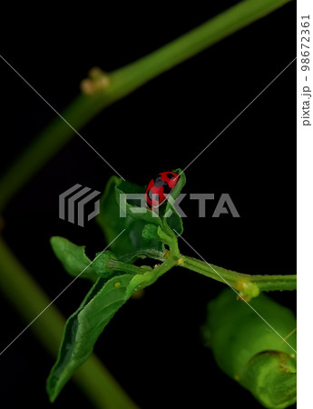 Closeup ladybugs on a green leaf. Closeup ladybugs on a green leaf. 98672361