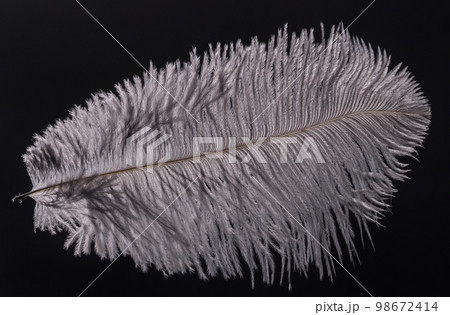Grey ostrich feather in a contoured light on a black background 98672414