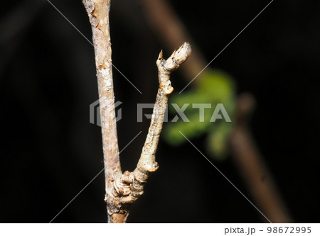 春のクワエダシャクの幼虫 98672995