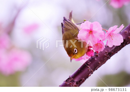 春の訪れと可愛いメジロ 98673131