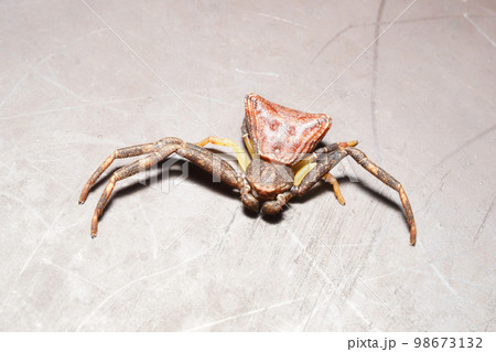 ガザミグモ 98673132