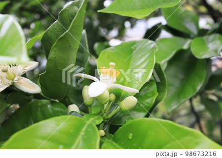 綺麗なミカンの花びら 98673216