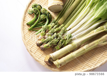 春野菜 山菜 集合 春野菜 山菜 集合 98673566