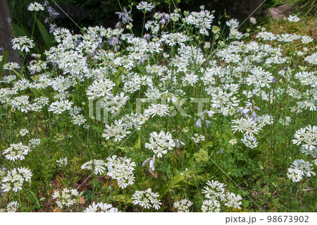 春を彩る 草木花 季節感イメージ 春を彩る 草木花 季節感イメージ 98673902