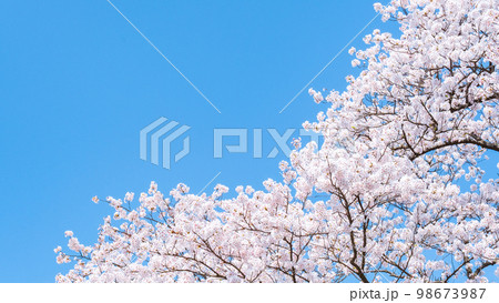 桜 98673987