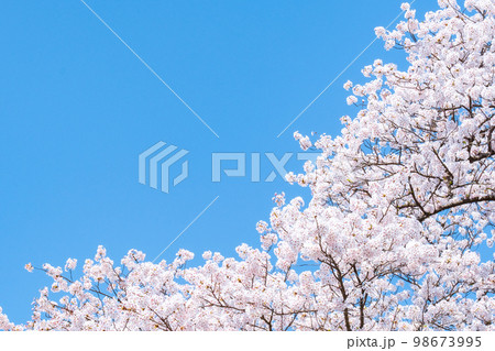 桜 桜 98673995