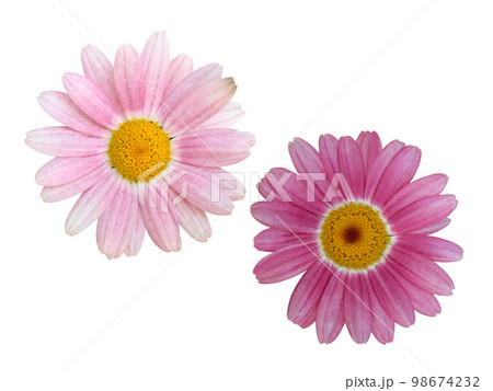 ピンクのマーガレットの花 ピンクのマーガレットの花 98674232