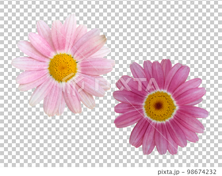 ピンクのマーガレットの花 ピンクのマーガレットの花 98674232