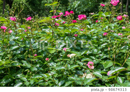 春を彩る　草花　季節感イメージ　　　　 98674313