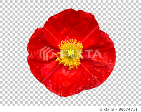 雨中的紅冰島罌粟花 98674711