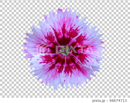 pink sekichiku flower 98674713