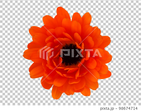 橙色金盞草花 98674714