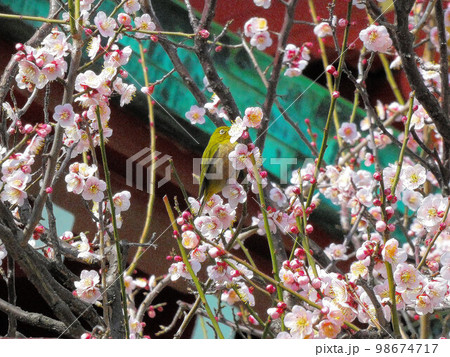 東京 早春 亀戸天神 梅とメジロ 東京 早春 亀戸天神 梅とメジロ 98674717