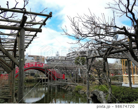 東京　早春　亀戸天神　学問の神様 98674720