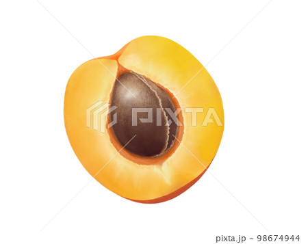半分にカットされた杏の実（種あり）のイラスト素材（水彩） 98674944