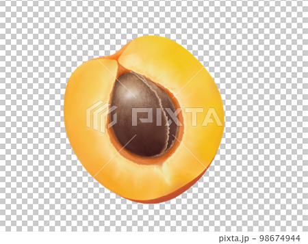 半分にカットされた杏の実（種あり）のイラスト素材（水彩） 98674944