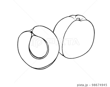シンプルな杏の実(半分にカットしたものあり)のイラスト素材(線画) シンプルな杏の実(半分にカットしたものあり)のイラスト素材(線画) 98674945