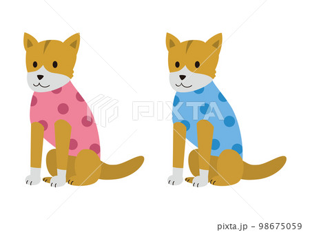 犬服(ドッグウェア)を着ている犬(中型犬) 犬服(ドッグウェア)を着ている犬(中型犬) 98675059