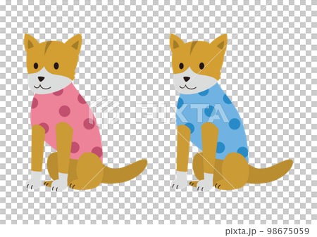 犬服(ドッグウェア)を着ている犬(中型犬) 犬服(ドッグウェア)を着ている犬(中型犬) 98675059