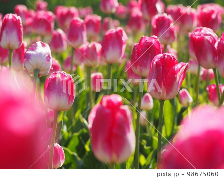 チューリップ プレルジューム① チューリップ プレルジューム① 98675060