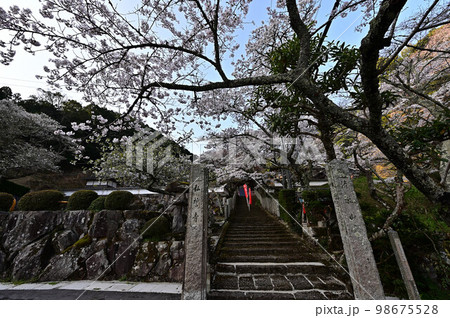 春の丹波篠山 98675528