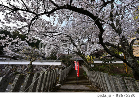 春の丹波篠山 98675530