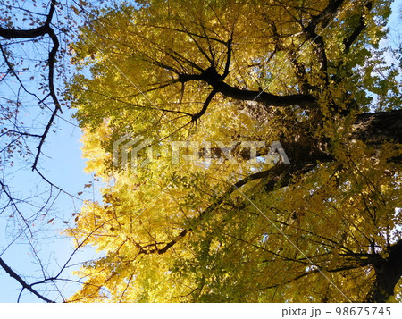 皇居　イチョウ 98675745