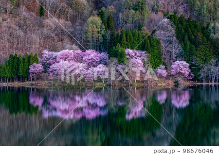中綱湖の桜 98676046
