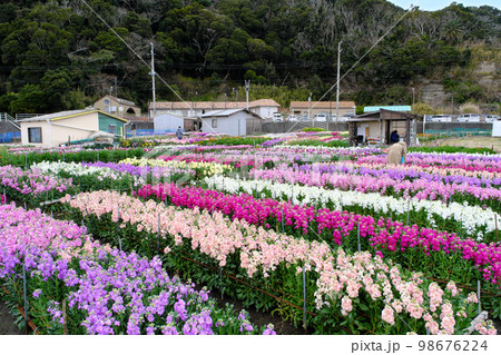 白間津の花畑　千葉県 98676224