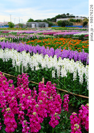 白間津の花畑 千葉県 白間津の花畑 千葉県 98676226