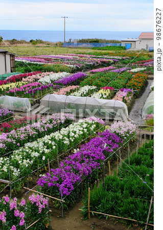 白間津の花畑 千葉県 白間津の花畑 千葉県 98676227