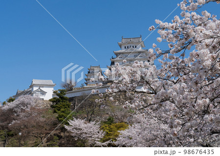 姫路城の桜 姫路城の桜 98676435