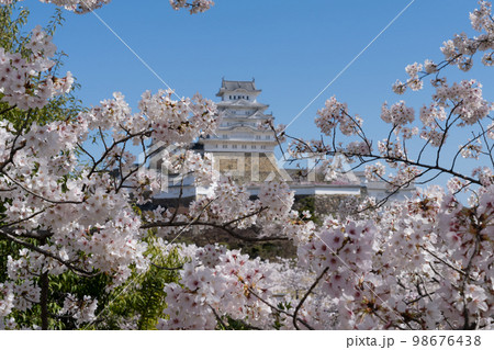 姫路城の桜 98676438