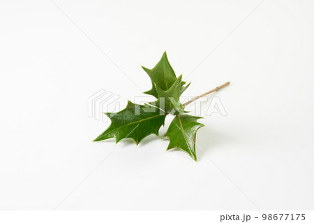 柊の葉　イメージ 98677175