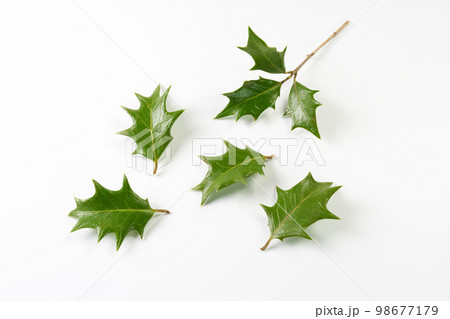 柊の葉　イメージ 98677179