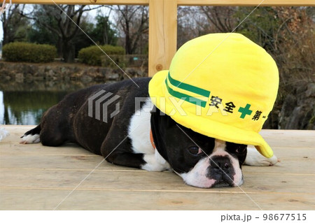 鶴ヶ島市運動公園の太田ヶ谷沼のデッキで安全第一のヘルメットを被ったボストンテリアのマイティくん♡ 鶴ヶ島市運動公園の太田ヶ谷沼のデッキで安全第一のヘルメットを被ったボストンテリアのマイティくん♡ 98677515