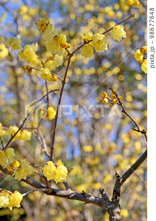 樹木・ロウバイ　ロウバイ科 98677648