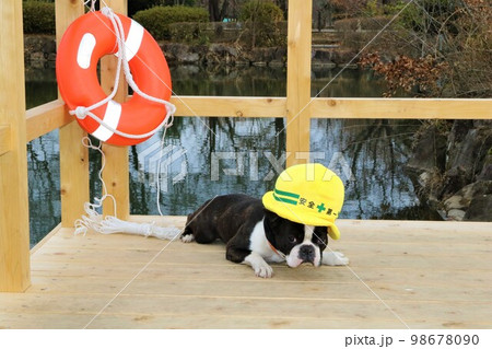 憩いの鶴ヶ島市運動公園太田ヶ谷沼のデッキに伏せる安全第一の帽子を被ったボストンテリアのマイティくん♡ 98678090