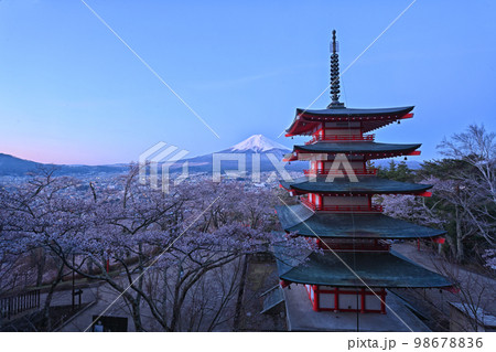 春 桜 お花見 98678836
