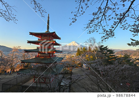 春 桜 お花見 98678844