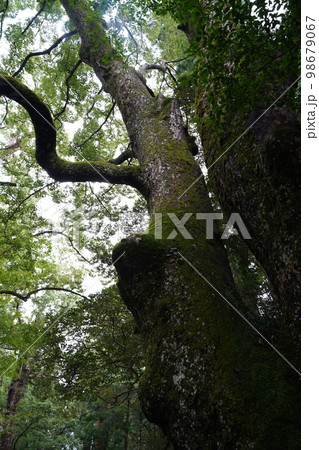 伊勢神宮、いせじんぐう、日本、三重県、伊勢、神社、神宮、じんぐう、天照坐皇大御神、あまてらしますすめ 伊勢神宮、いせじんぐう、日本、三重県、伊勢、神社、神宮、じんぐう、天照坐皇大御神、あまてらしますすめ 98679067