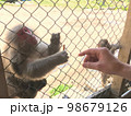 エサをもらったサル 98679126