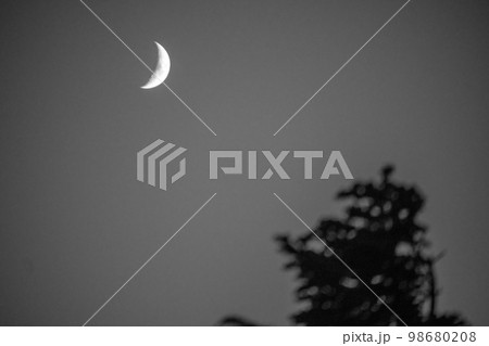 冬に枯れた高山植物と満月 冬に枯れた高山植物と満月 98680208