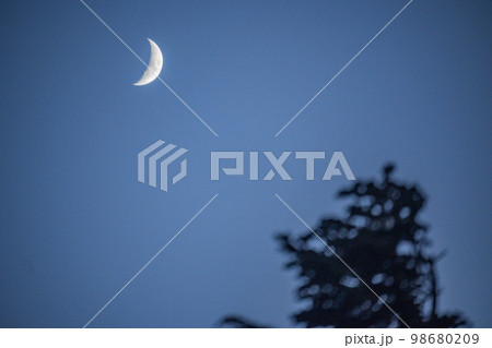 冬に枯れた高山植物と満月 冬に枯れた高山植物と満月 98680209