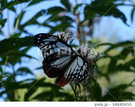 アサギマダラ　チョウ　蝶 98680450