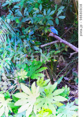 飛ぶ宝石と呼ばれるカワセミ 98680838