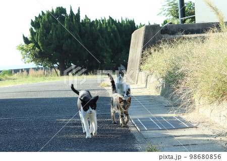 島猫がやってくる 島猫がやってくる 98680856