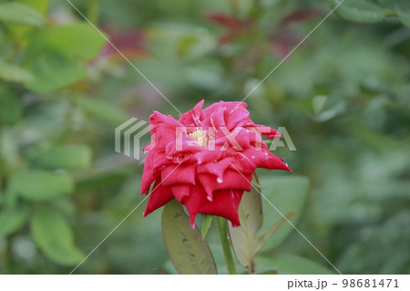 荒尾市 おもやい市民花壇 バラの花、 荒尾市 おもやい市民花壇 バラの花、 98681471