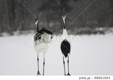 降雪の中のタンチョウの鳴き交し 98681664